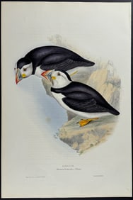 Gould - Puffin