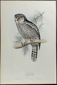 Gould - Hawk Owl