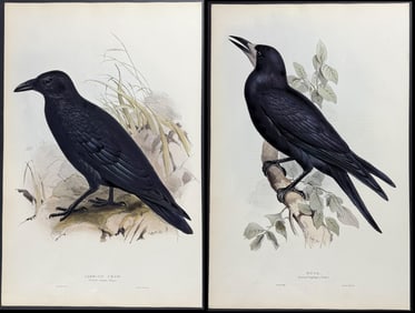 Lear & Gould - Pair of Bird Lithographs (Rook & Carrion Crow)