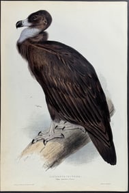 Lear & Gould - Cinereus Vulture