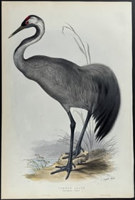 Lear & Gould - Common Crane
