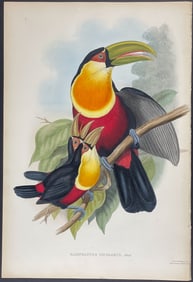 Gould - Green-billed Toucan