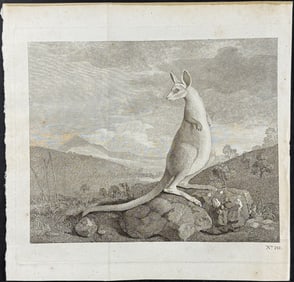 Captain Cook - Kangaroo; An animal found on the Coast of New Holland called Kanguroo