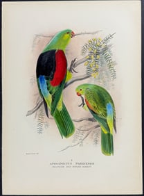 Mathews, Australia - Red-winged Parrot. 298