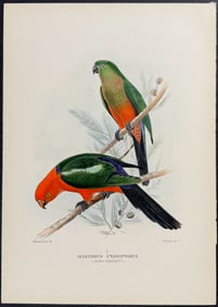 Mathews, Australia - King Parrot. 299