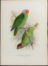 Mathews, Australia - Red-cheeked Parrot. 294