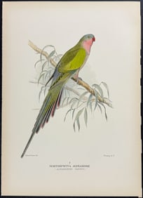 Mathews, Australia - Alexandra Parrot. 297