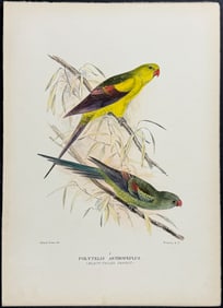 Mathews, Australia - Black-tailed Parrot