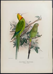 Mathews, Australia - Green Leek Parrot. 295