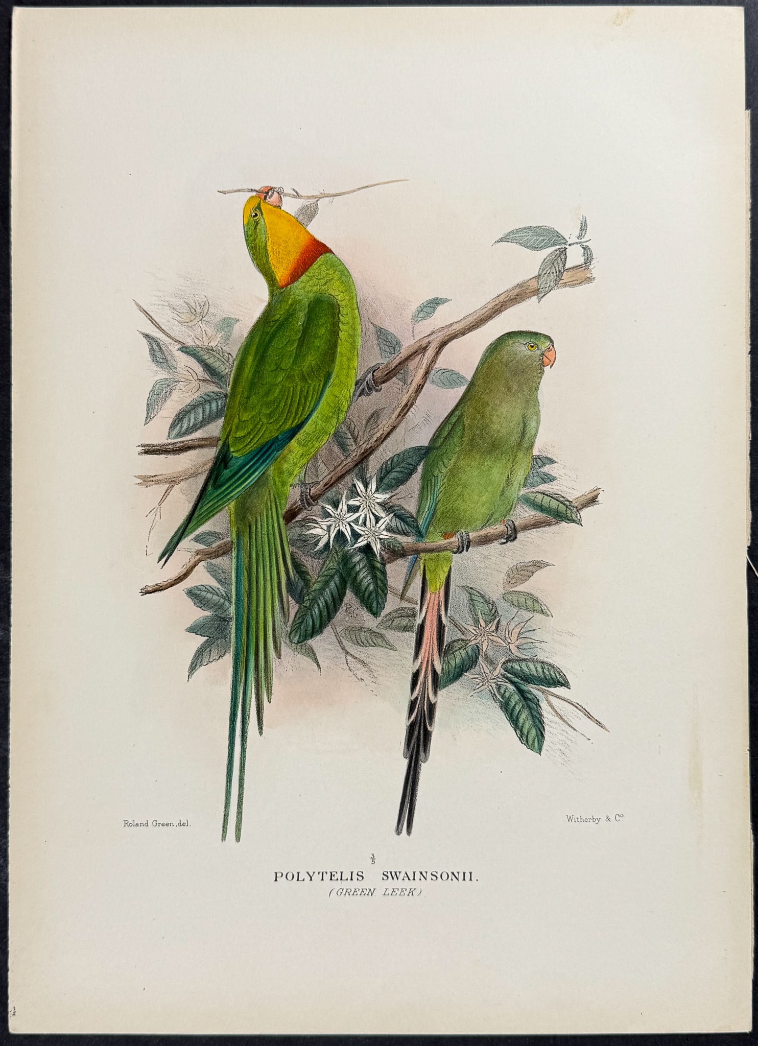 Mathews, Australia - Green Leek Parrot. 295 (1 of 1)