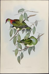 Gould, Australia - Superb Fruit-Pigeon