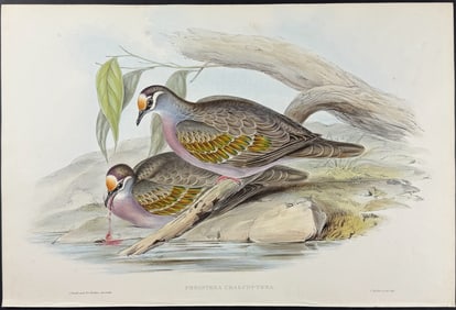Gould, Australia - Bronze-winged Pigeon