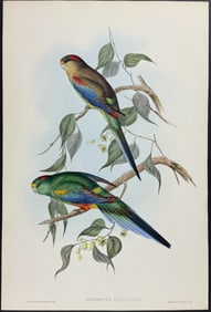 Gould, Australia - Many-coloured Parrakeet