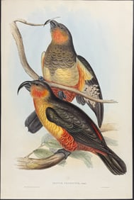 Gould, Australia - Kaka Parrot or Philip Island Parrot