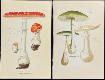 Cordier - 4 Mushroom Lithographs
