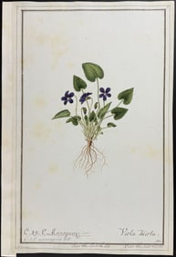 Original Botanical Watercolor of Hairy Violet by Sedelmaier after Curtis (according to Linnaeus
