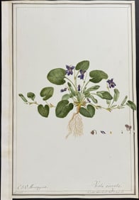 Original Botanical Watercolor of Sweet Violet by Brunner after Curtis (according to Linnaeus system)