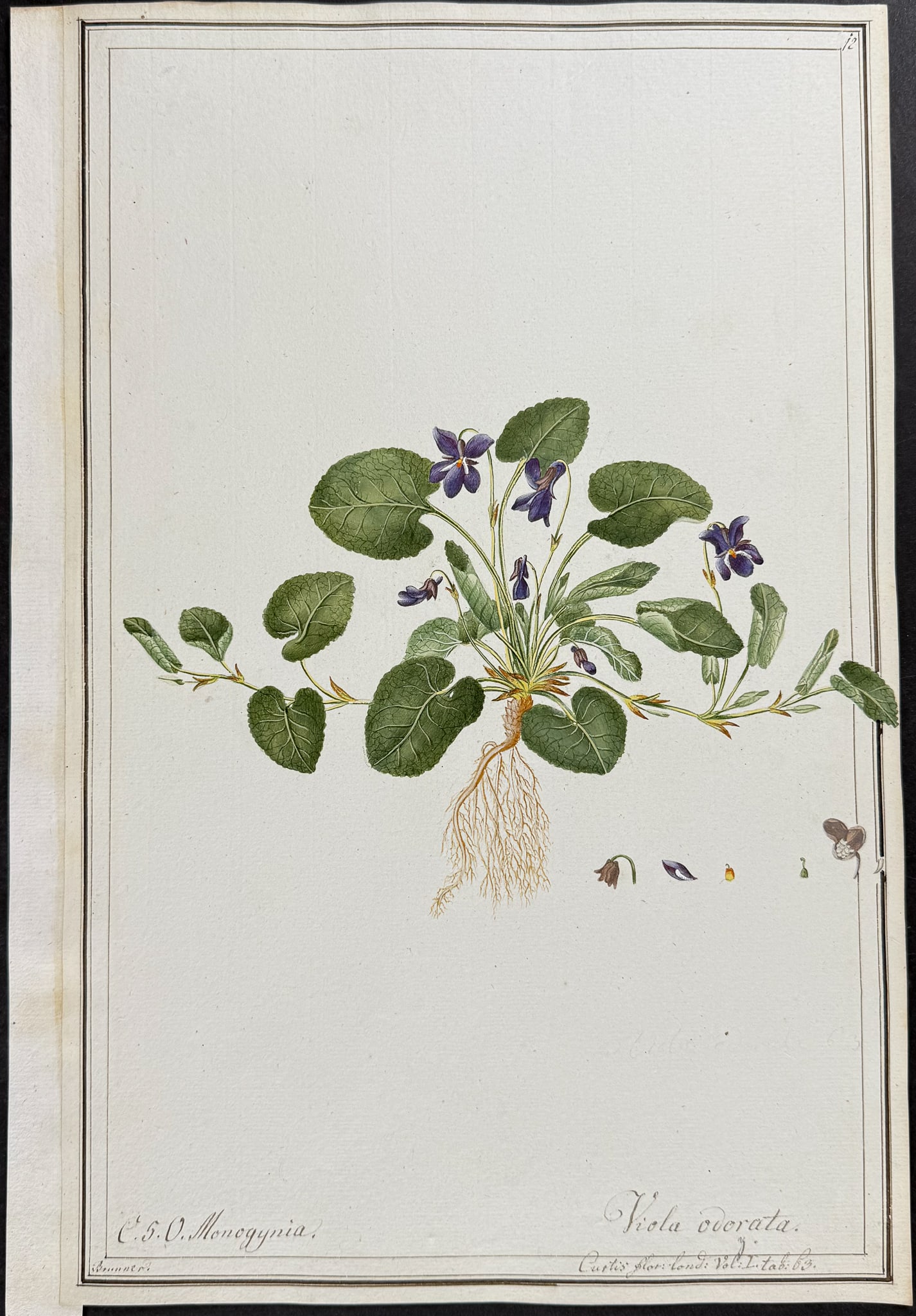 Original Botanical Watercolor of Sweet Violet by Brunner after Curtis (according to Linnaeus system) (1 of 1)