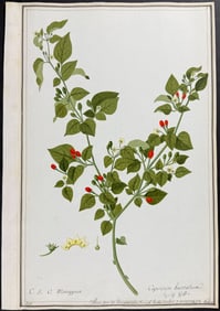 Original Botanical Watercolor of Chili Pepper (Capsicum baccatum) by Ledel after Sloan & Rumphius
