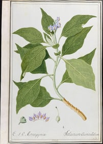 Original Botanical Watercolor of Nightshade by Ledel (according to Linnaeus system)