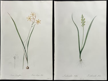 Redoute, Folio - 3 Botanical Engravings