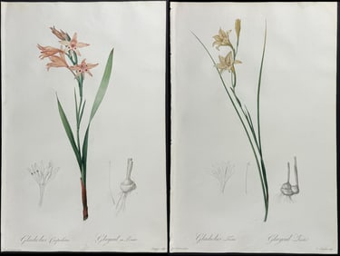Redoute, Folio - Pair of Gladiolus