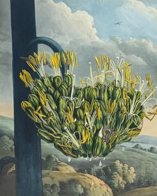 Thornton, Folio - The American Aloe