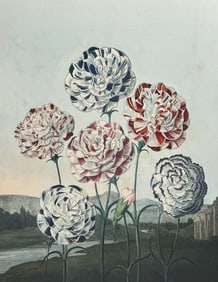 Thornton, Folio - A Group of Carnations