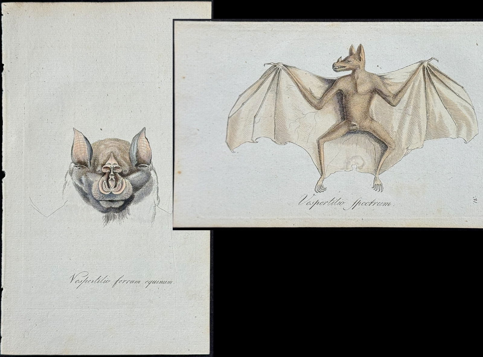 Blumenbach - Pair of Bat Engravings (1 of 3)