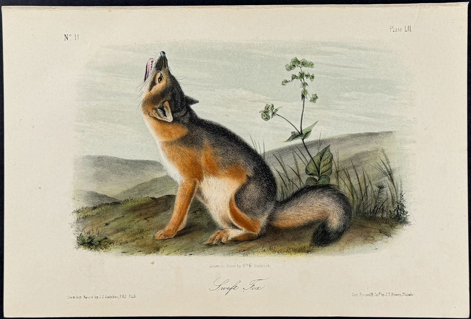 Audubon - Swift Fox. 52 (1 of 1)