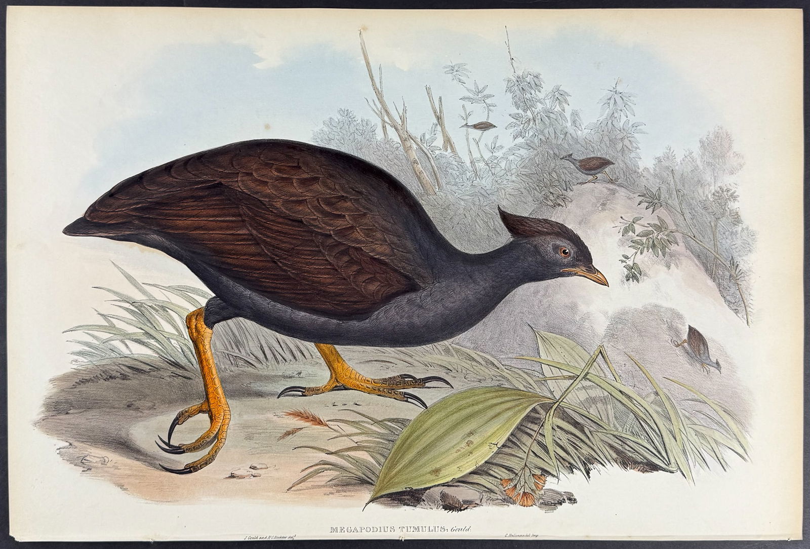 Gould, Australia - Mound-raising Megapode (1 of 1)