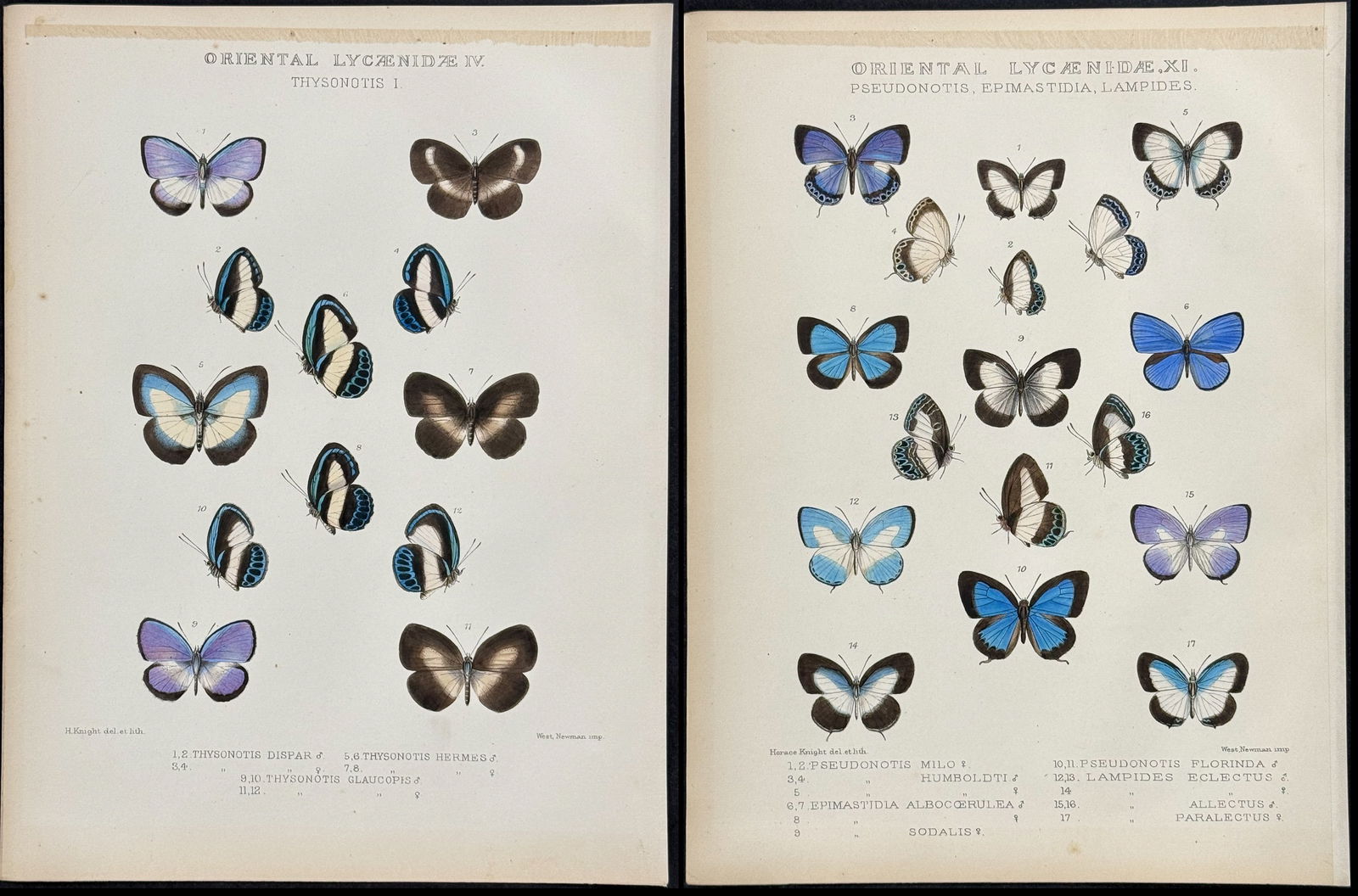 Kirby - 10 Butterfly Lithographs (1 of 11)