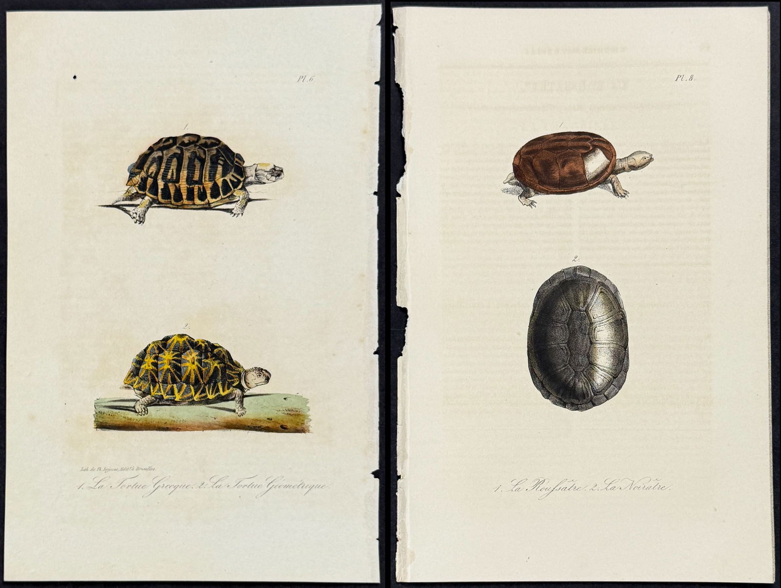 Lacepede - 3 Turtle or Tortoise Engravings (1 of 4)