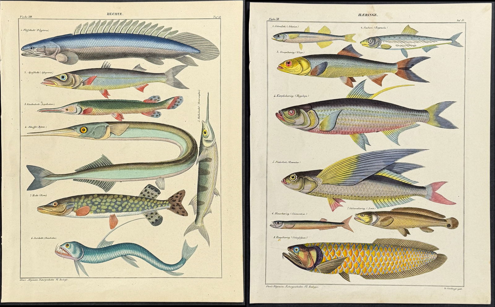 Oken - Pair of Fish: This natural history lithograph is from Lorenz Oken's Abbildungen zu Oken's allgemeiner Naturgeschichte fur alle Stande. The work was published in 1843 in Stuttgart by Hoffman. The illustrations for t