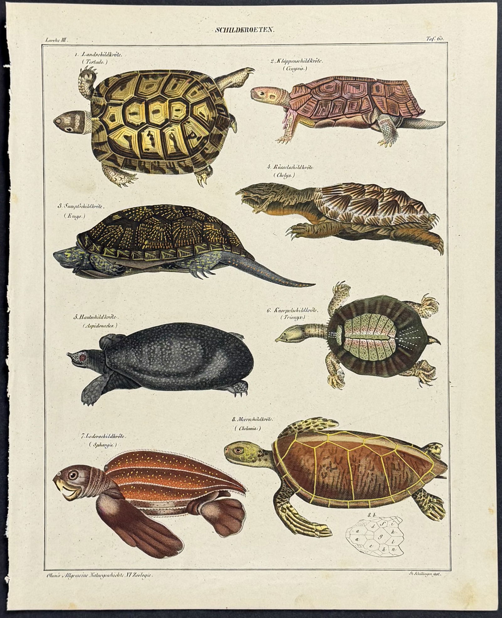 Oken - Turtles or Tortoise. 60: This natural history lithograph is from Lorenz Oken's Abbildungen zu Oken's allgemeiner Naturgeschichte fur alle Stande. The work was published in 1843 in Stuttgart by Hoffman. The illustrations for t