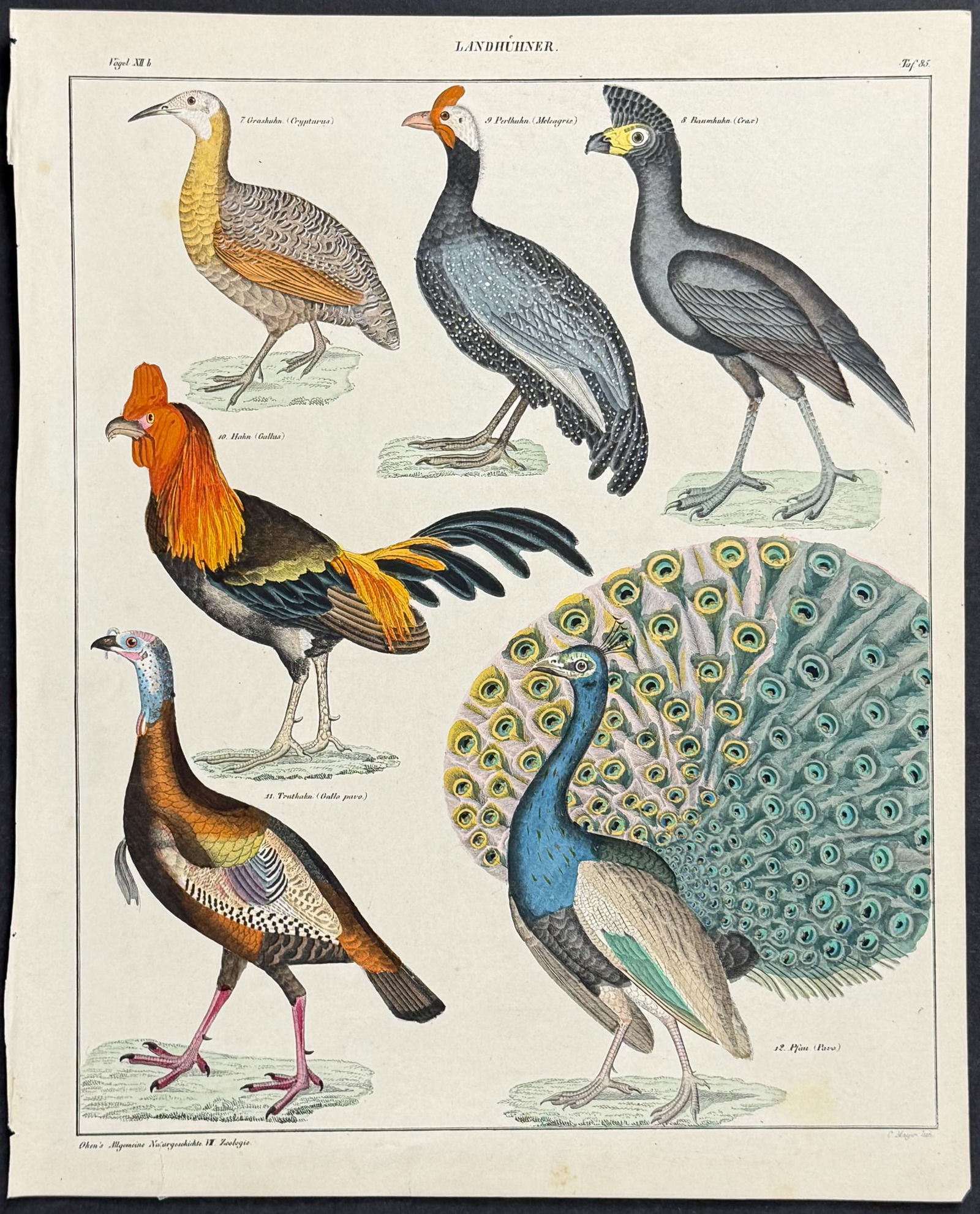 Oken - Peacock, Chicken, Turkey, Guineafowl. 85: This natural history lithograph is from Lorenz Oken's Abbildungen zu Oken's allgemeiner Naturgeschichte fur alle Stande. The work was published in 1843 in Stuttgart by Hoffman. The illustrations for t