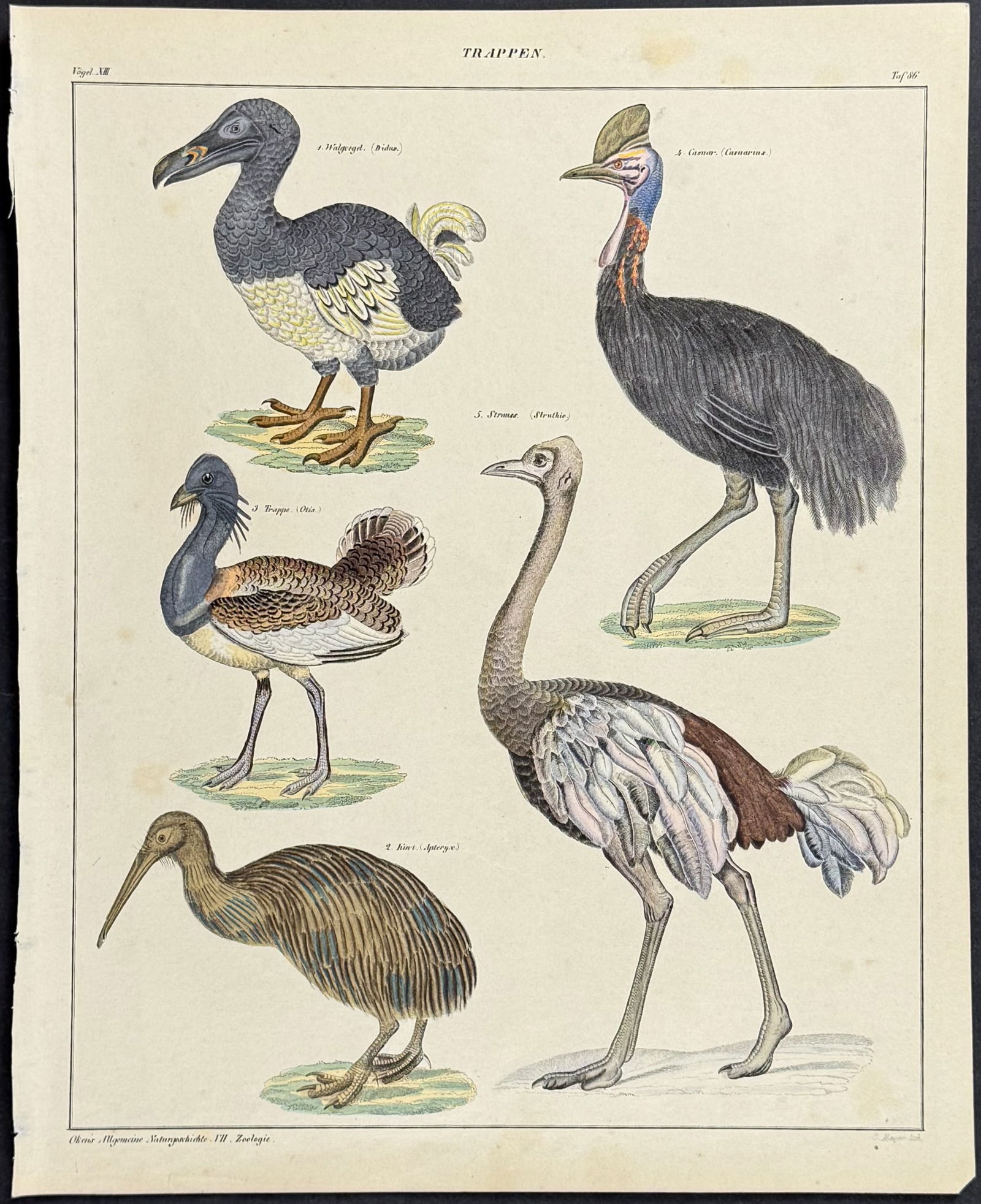 Oken - Dodo Bird, Kiwi, Cassowary, Ostrich. 86: This natural history lithograph is from Lorenz Oken's Abbildungen zu Oken's allgemeiner Naturgeschichte fur alle Stande. The work was published in 1843 in Stuttgart by Hoffman. The illustrations for t