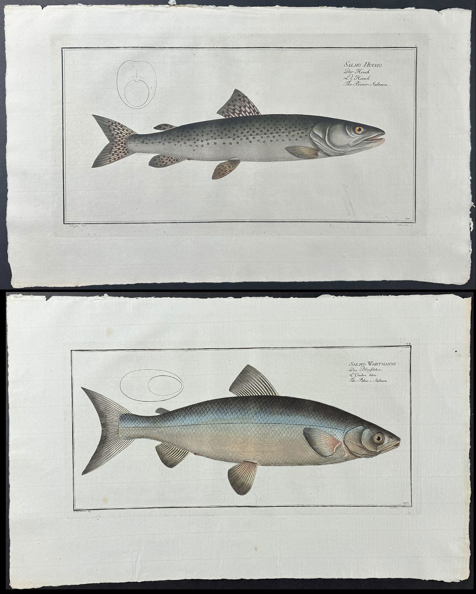 Bloch, Folio - Pair of Fish or Salmon Engravings (1 of 3)