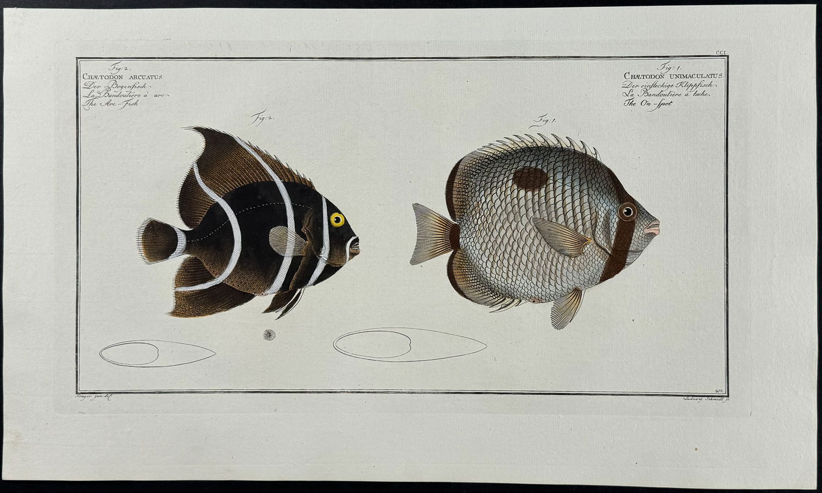 Bloch, Folio - Arc-Fish, Fish - Chaetodon Arcuatus, C. Unimaculatus. 201 (1 of 1)
