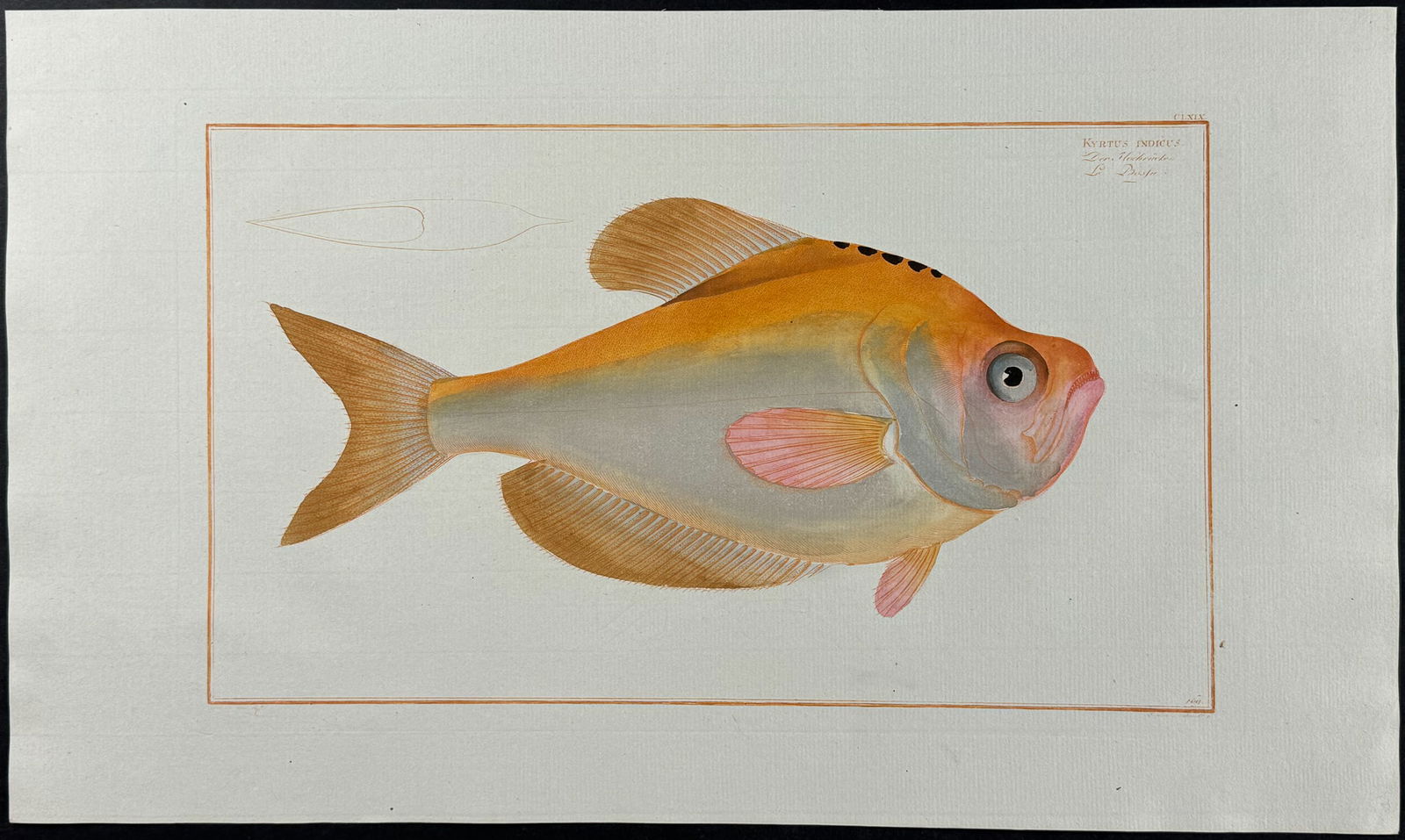 Bloch, Folio - Fish - Kyrtus Indicus. 169 (1 of 1)