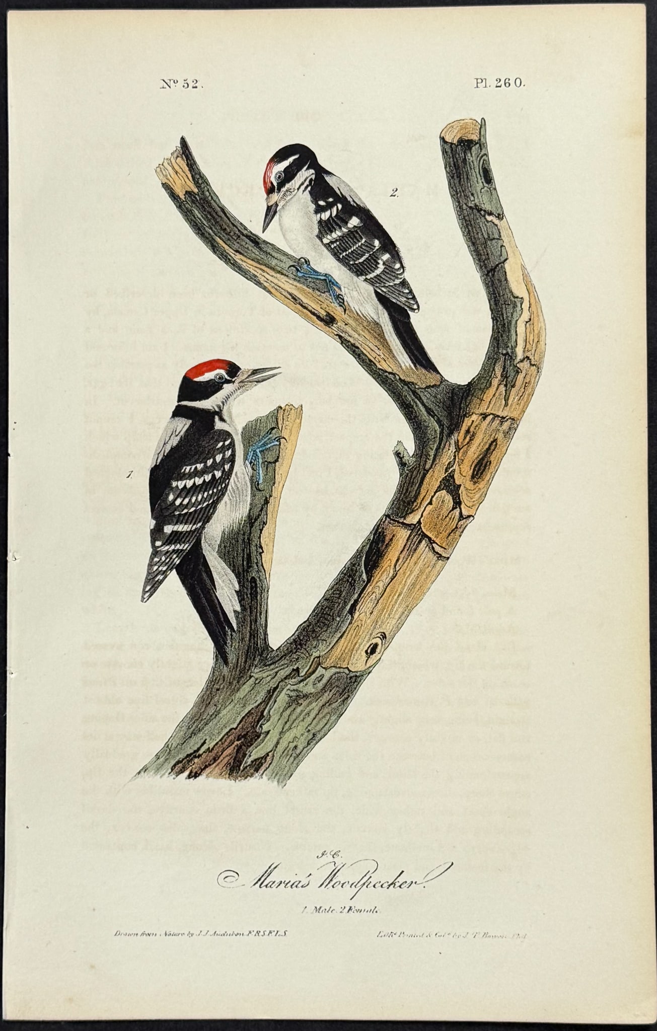 Audubon - Maria's Woodpecker. 260 (1 of 1)
