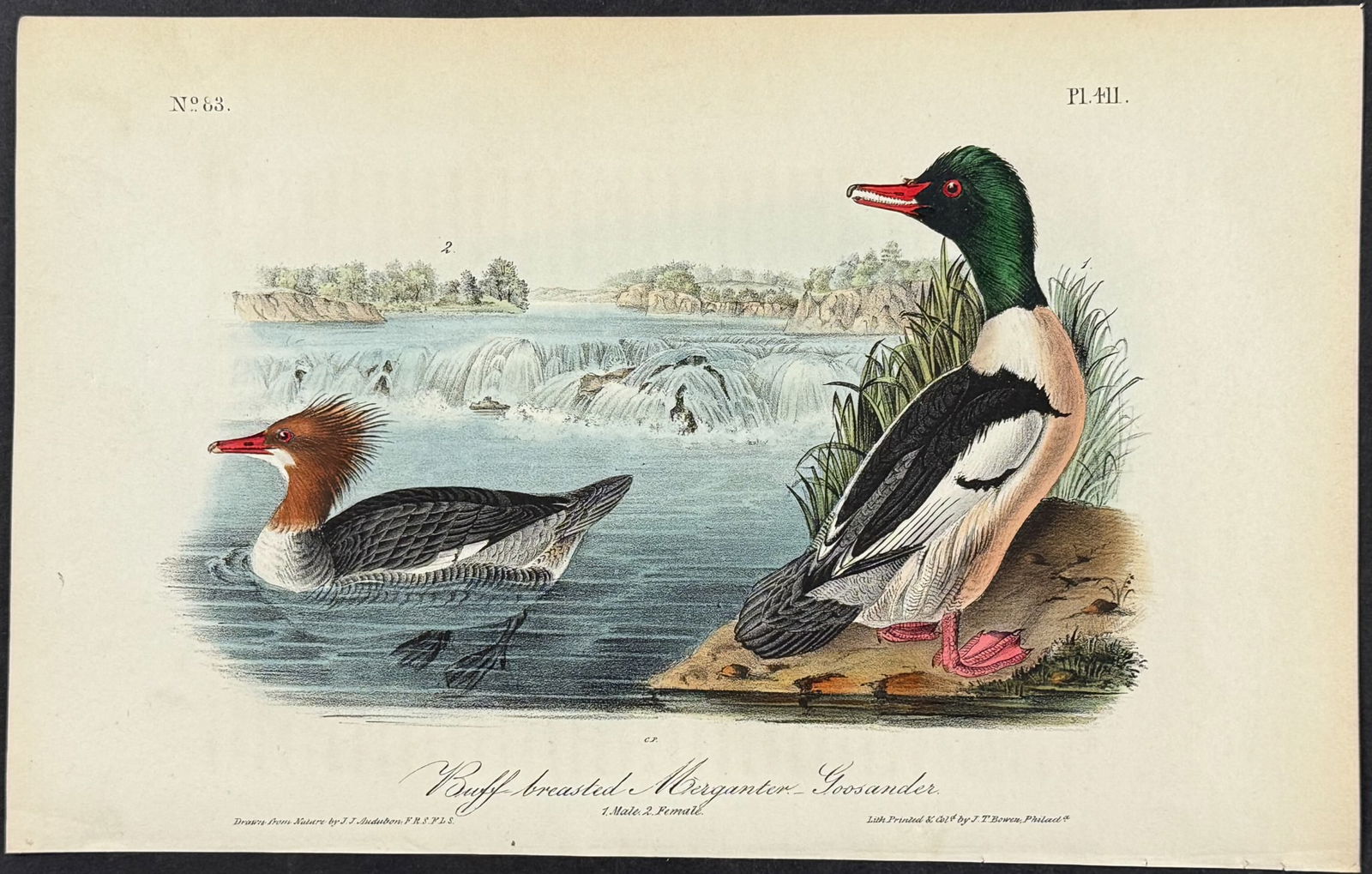 Audubon - Buff-breasted Merganser-Goosander. 411 (1 of 1)