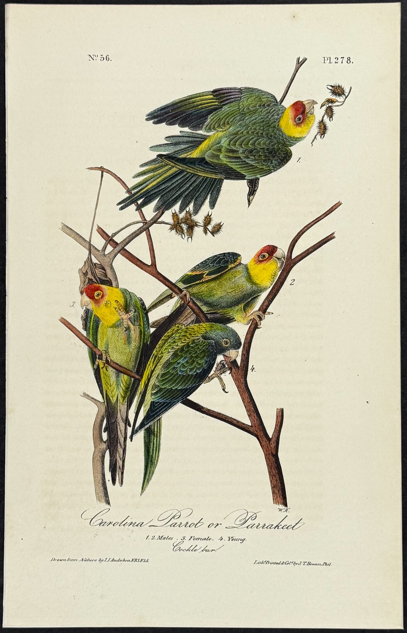 Audubon - Carolina Parrot or Parrakeet. 278 (1 of 1)