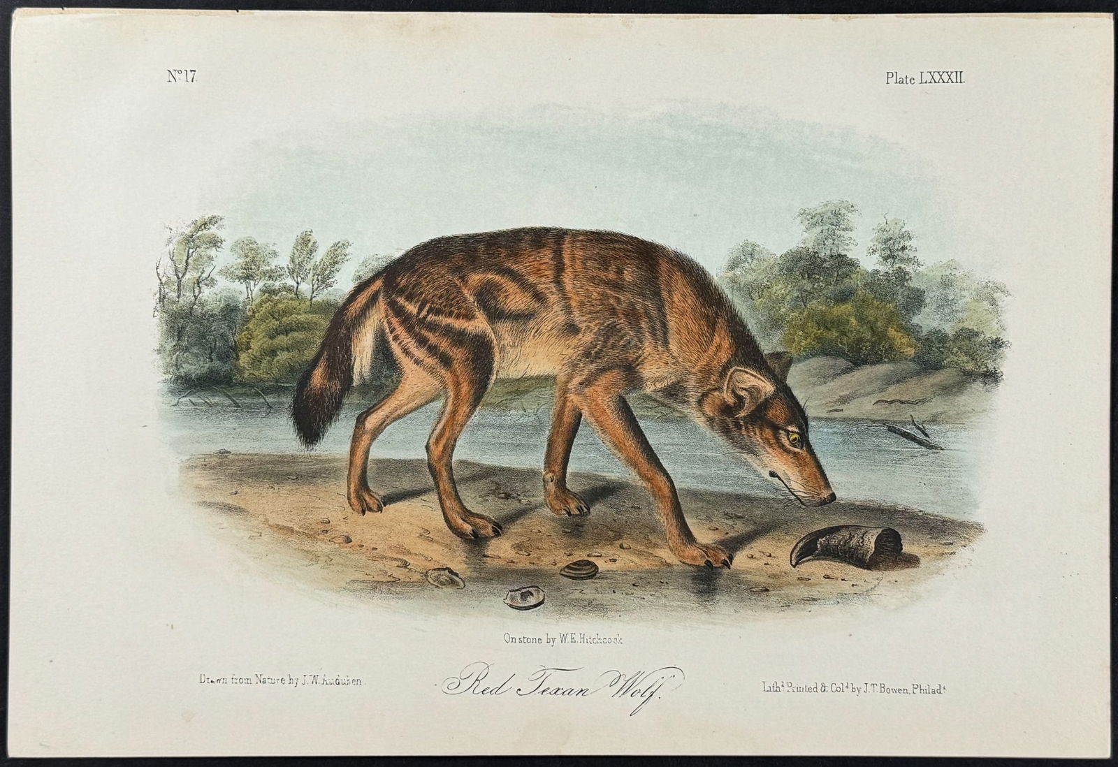 Audubon - Red Texan Wolf. 82 (1 of 1)