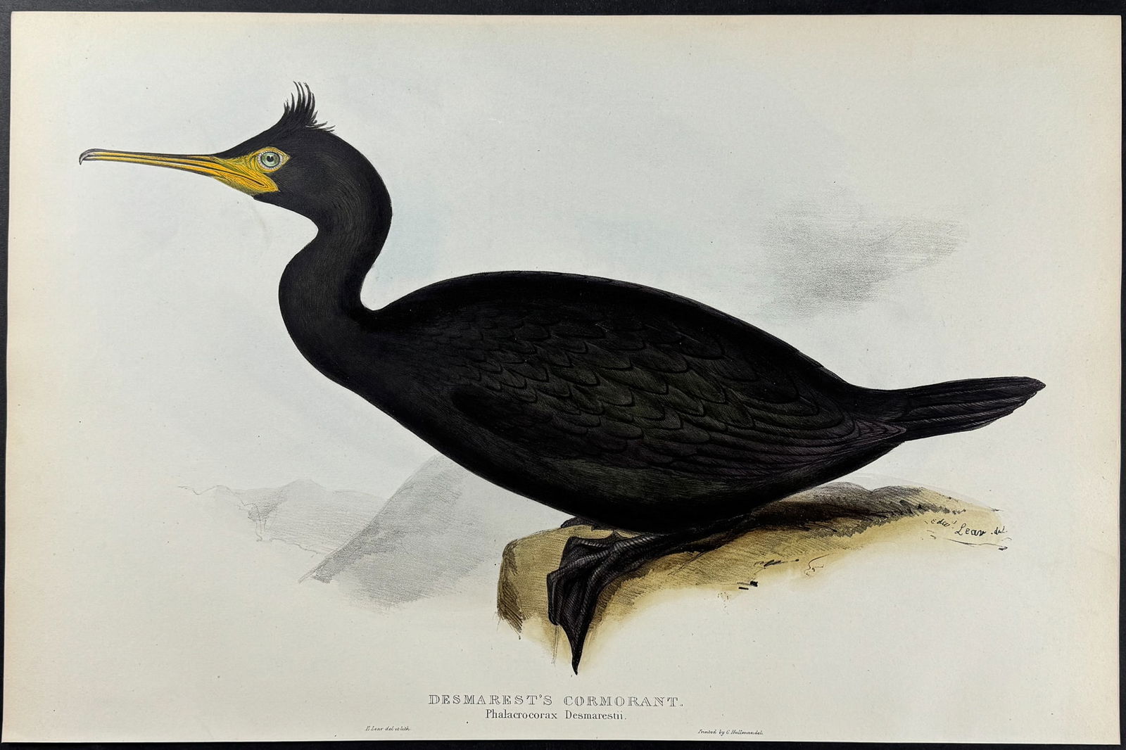 Lear & Gould - Desmarest's Cormorant (by Edward Lear): This remarkable ornithology lithograph with hand-finished color is from the esteemed John Gould?s The Birds of Europe. The work was published in London between 1832 and 1837. John Gould created nearly