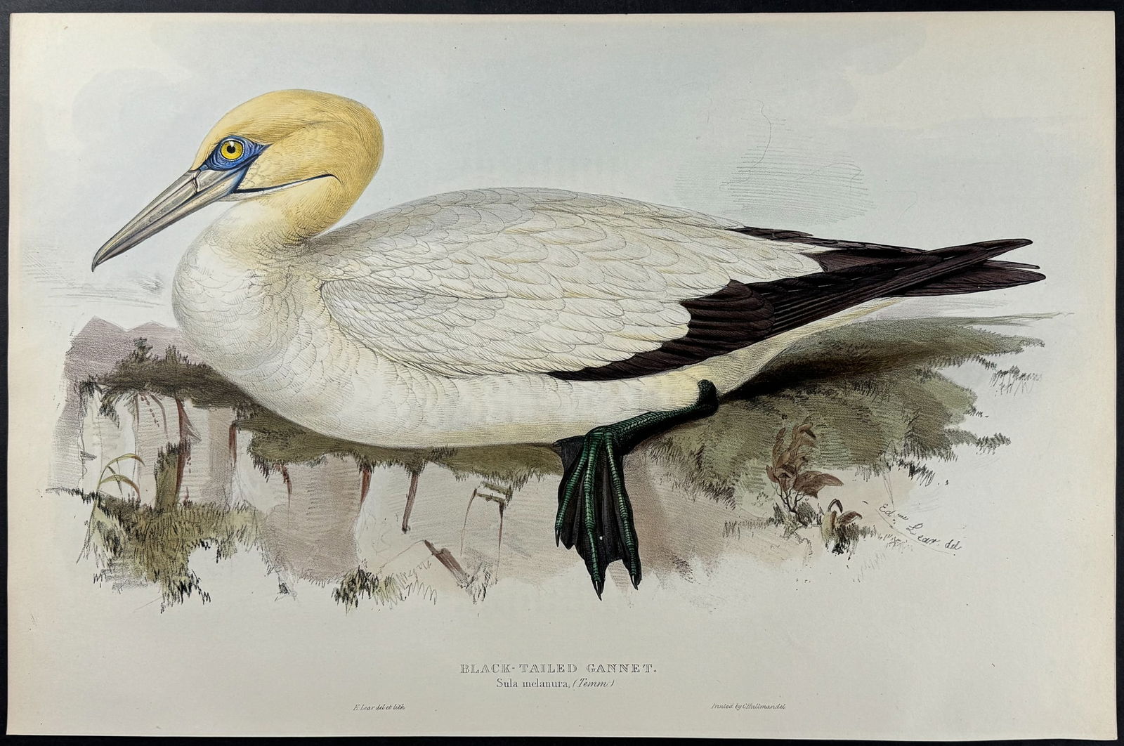 Lear & Gould - Black-tailed Gannett (by Edward Lear): This remarkable ornithology lithograph with hand-finished color is from the esteemed John Gould?s The Birds of Europe. The work was published in London between 1832 and 1837. John Gould created nearly