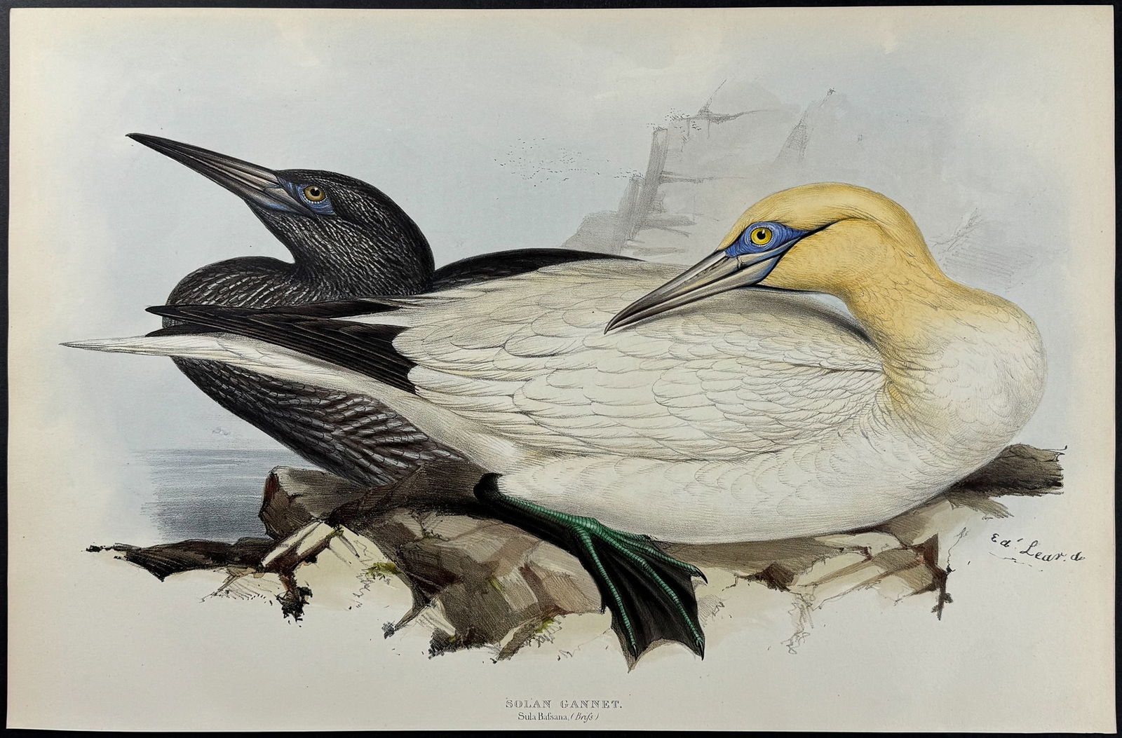 Lear & Gould - Solan Gannet (by Edward Lear): This remarkable ornithology lithograph with hand-finished color is from the esteemed John Gould?s The Birds of Europe. The work was published in London between 1832 and 1837. John Gould created nearly