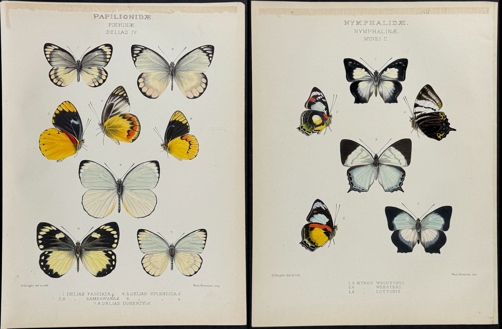 Kirby - 8 Butterfly Lithographs (1 of 9)