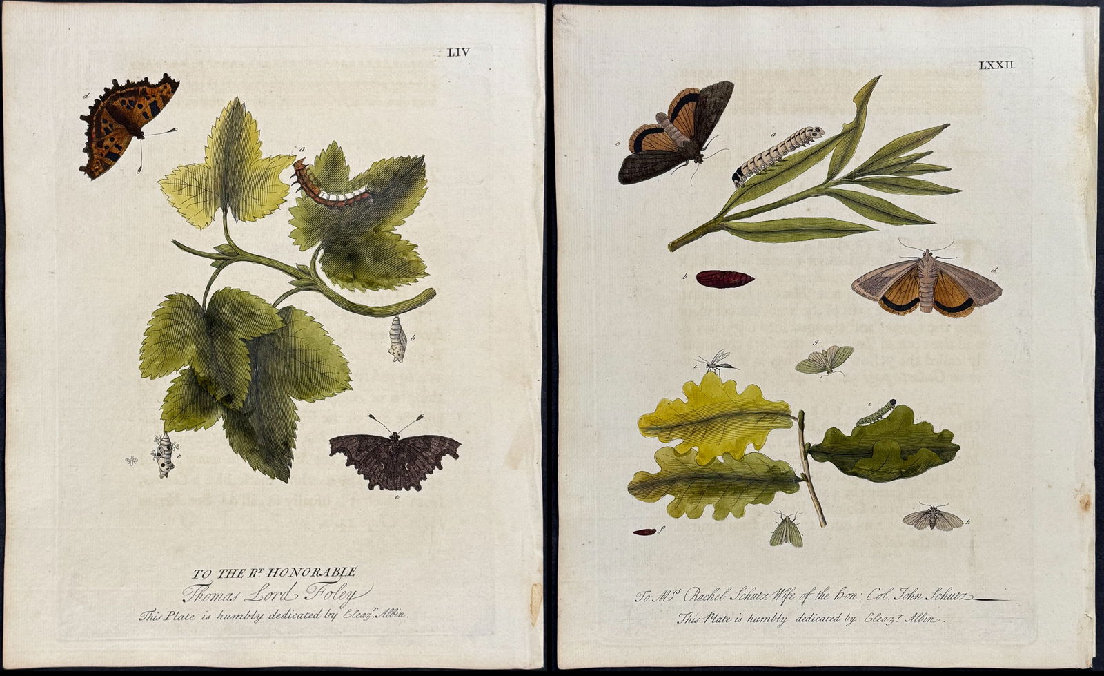 Albin - 10 Butterfly or Moth Metamorphosis & Insect Engravings (1 of 11)