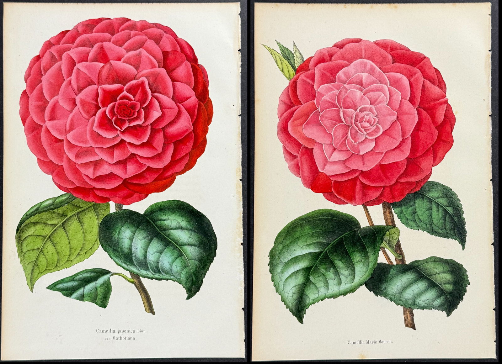 Morren - 3 Camellia Prints (1 of 4)